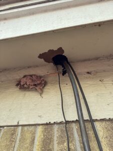 Damaged soffit with exposed insulation and wires, indicating wildlife damage and entry, assessed by Dallas Fort Worth Wildlife Control in Hurst, TX.