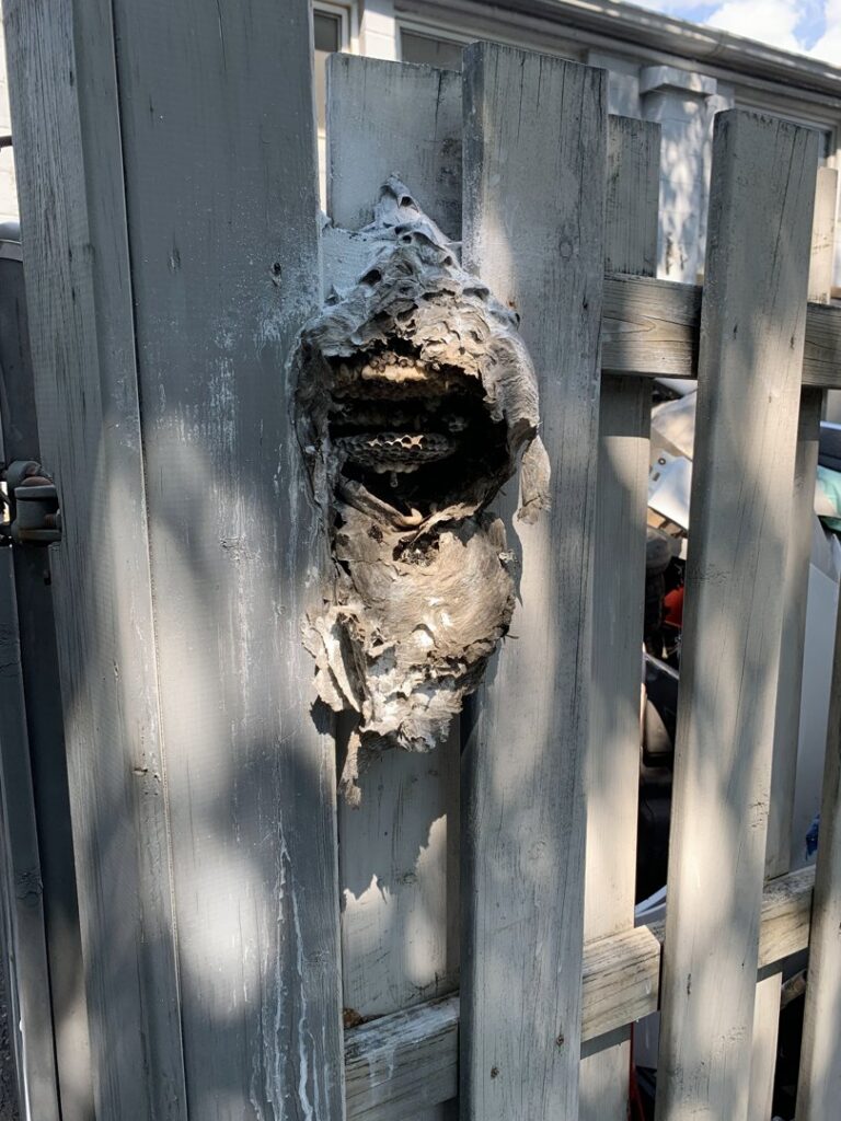 A large, damaged wasp or hornet nest attached to a wooden fence, requiring removal by Pros In Control Pest Services in Jersey City, NJ.