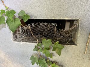 A damaged wire mesh over a wall opening, indicating a compromised pest entry point, inspected by Ark Pest Management in Anaheim, CA.