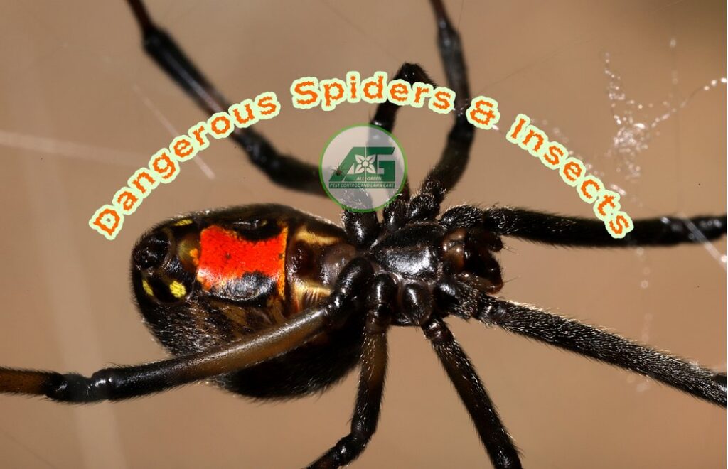 A close-up of a dangerous black widow spider, representing pest identification by All Green Pest Control and Lawn Care in Provo, UT.