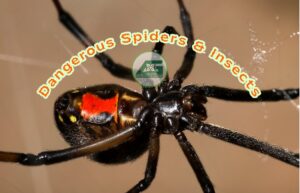 A close-up of a dangerous black widow spider, representing pest identification by All Green Pest Control and Lawn Care in Provo, UT.