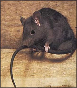 A dark-furred rat with a smaller rat on its back, representing a common pest issue for Myzzer in Bellevue, WA.