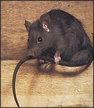 A dark-furred rat with a smaller rat on its back, representing a common pest issue for Myzzer in Bellevue, WA.