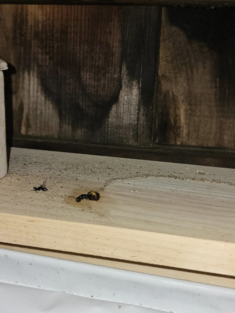Dead ants and a wasp on a wooden window sill after pest control by Integrity Pest Solutions in Brunswick, ME.