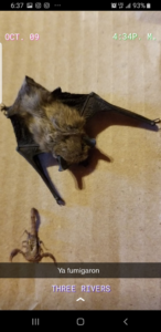 A dead bat and a dead scorpion, results of wildlife and pest control services by jsantanapestcontrol in Bakersfield, CA.