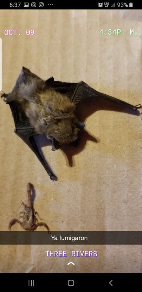A dead bat and a dead scorpion, results of wildlife and pest control services by jsantanapestcontrol in Bakersfield, CA.