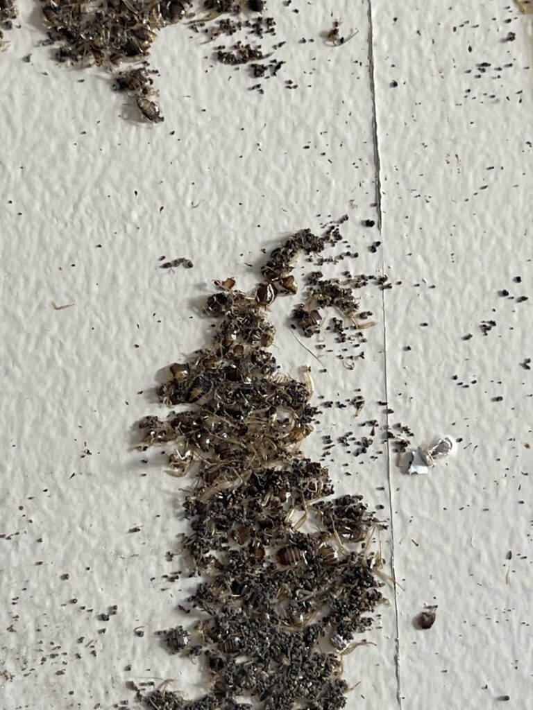 A pile of dead bed bugs and their fecal matter on a white wall, indicating a pest control service by Himalaya Pest Control in Alpharetta, GA.