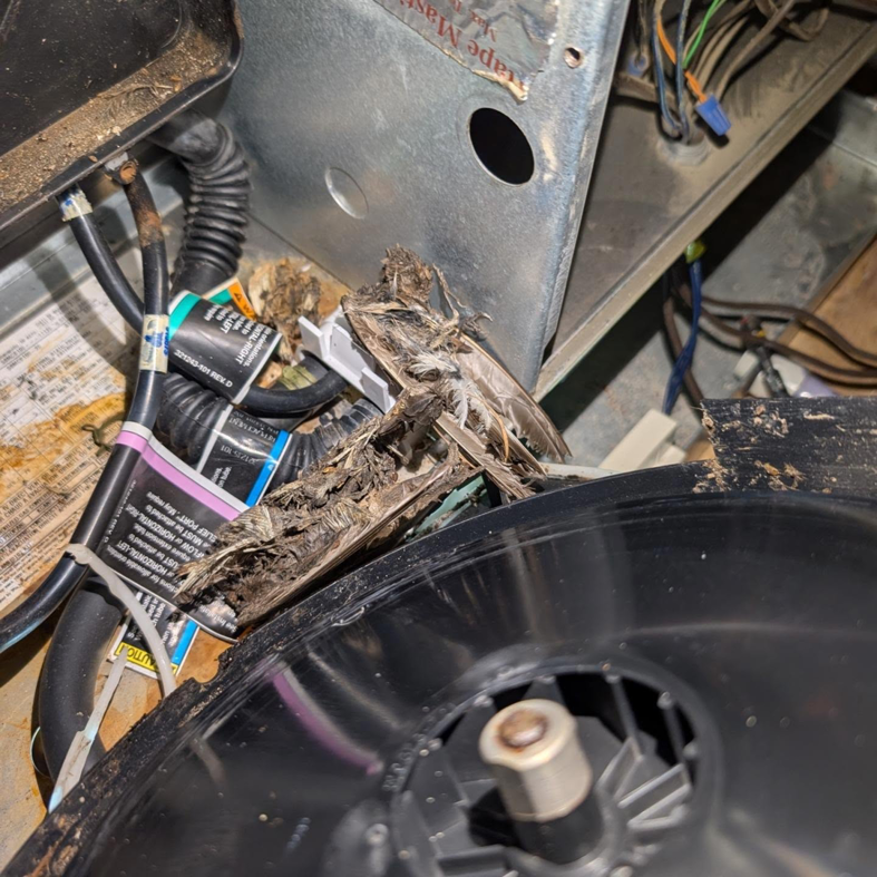 A dead bird found inside an HVAC unit, a common issue addressed by Speedy Nelson HVAC Repair in Durham, NC.