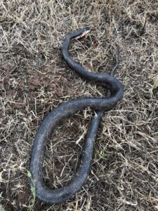A dead black snake found in dry grass, representing wildlife that Bug Busters LLC handles in Norman, OK.