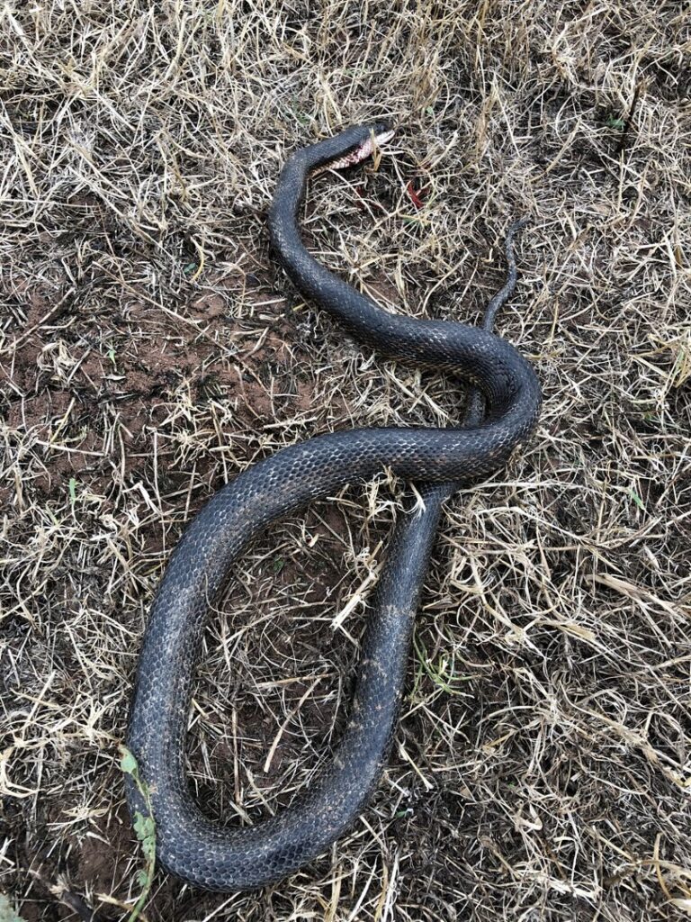 A dead black snake found in dry grass, representing wildlife that Bug Busters LLC handles in Norman, OK.
