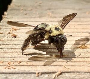 A close-up of a dead carpenter bee on a wooden surface, indicating a pest issue addressed by Eco-Safe Pest Control in Dallas, TX