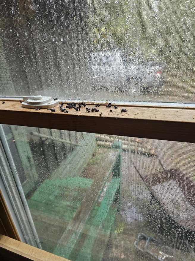 Numerous dead cluster flies on a window sill, showing effective pest control by Integrity Pest Solutions in Brunswick, ME.