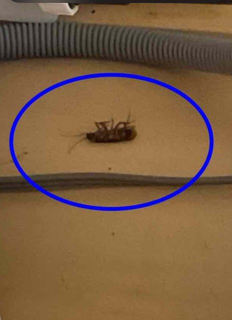 A dead cockroach, circled in blue, indicating successful pest control by House Doctor Exterminating in Glendale, AZ.