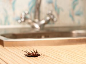A dead cockroach lying on its back on a kitchen counter, showing evidence of pest control services from Front Range Pest Control of Ft. Collins Inc. in Fort Collins, CO.