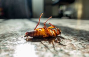 A dead cockroach lying on its back on a countertop, indicating successful pest control by The Queen Pest Control Co in Charlotte, NC.