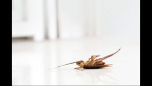 A dead cockroach lying on its back on a white floor, indicating successful pest control by Crawford Pest Control in Jacksonville, FL.