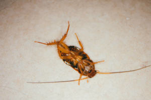 A dead cockroach lying on its back on a light-colored floor, indicating a pest problem handled by Rocky Mountain Pest Control in Santa Fe, NM.