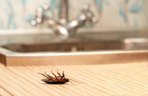 A dead cockroach lying on its back on a kitchen counter, showing a pest problem for Barefoot Mosquito & Pest Control in Austin, TX.