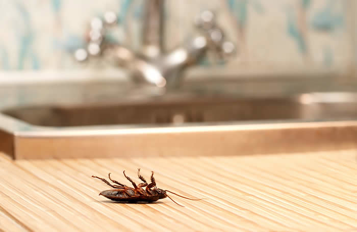 A dead cockroach lying on its back on a kitchen counter, showing a pest problem for Barefoot Mosquito & Pest Control in Austin, TX.