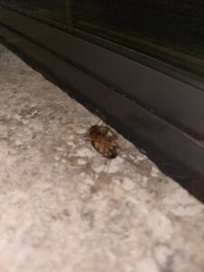 A dead cockroach lying on its back near a sliding door track, indicating successful pest control by Bernard's Pest in Glendale, AZ.