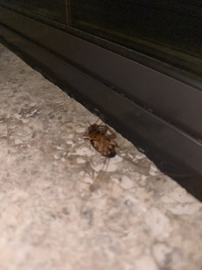 A dead cockroach lying on its back near a sliding door track, indicating successful pest control by Bernard's Pest in Glendale, AZ.