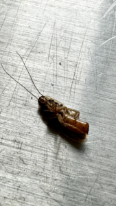 A dead cockroach lying on its back, indicating successful pest control by Carolina Pest Controls in Columbia, SC