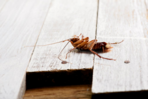 A dead cockroach on wooden planks, indicating successful pest control by Land Shark Services, LLC in Williston, ND.