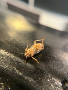 A dead cockroach, indicating successful pest control efforts by Smart Solutions Wildlife Removal Specialists in Roswell, GA.