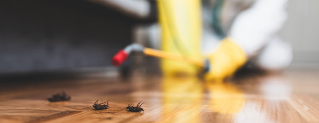 Dead cockroaches on a wooden floor after a successful pest treatment by Trinity Pest Management, Inc. in Redan, GA.