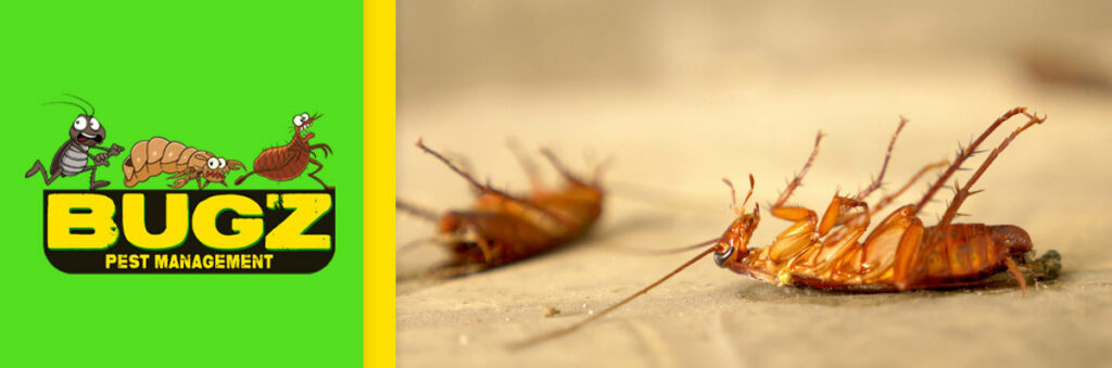 Dead cockroaches lying on their backs, showing the effectiveness of pest control from Bugz Pest Management in Plymouth, IN