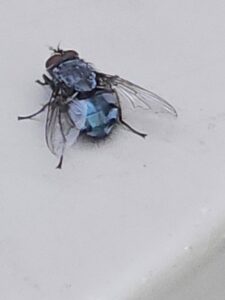 A close-up of a dead fly, representing pest control services offered by Comprehensive Pest Solutions in Toledo, OH.