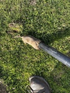 A dead gopher or mole being removed from a lawn with a specialized tool, demonstrating wildlife control by Sequoia Pest Solutions in Bakersfield, CA.