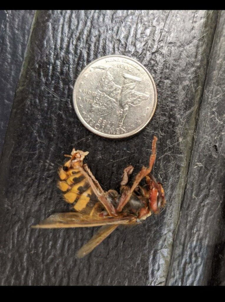 A dead hornet lying next to a quarter for scale, representing a pest found or controlled by Optimum Pest Pros, LLC. in Canandaigua, NY.