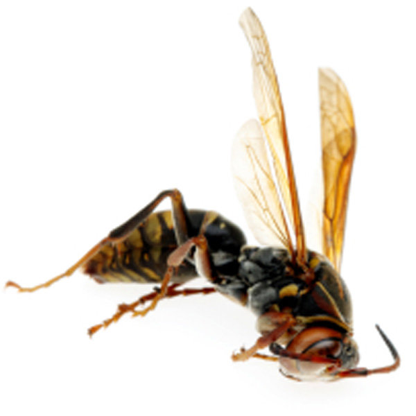 A close-up image of a dead hornet, illustrating insect pest control services from Star Pest Control in Idaho Falls, ID.
