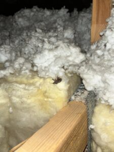 A dead insect found in attic insulation, indicating a pest problem addressed by Killer Pest Control in Post Falls, ID.