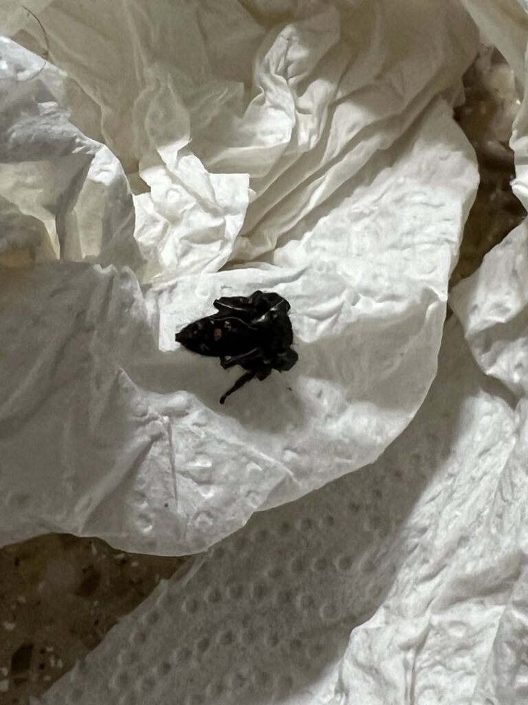 A dead insect found on a paper towel, indicating a pest issue addressed by Rumble Pest Solutions in Springdale, AR.