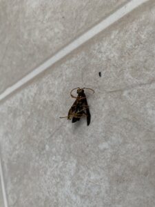 A dead insect on a tiled floor, indicating a pest issue resolved by Port City Pest Control services in Summerville, SC.