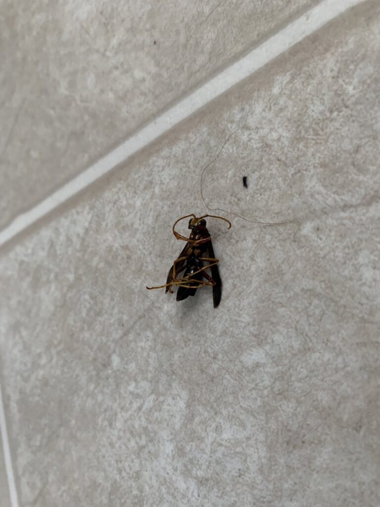 A dead insect on a tiled floor, indicating a pest issue resolved by Port City Pest Control services in Summerville, SC.
