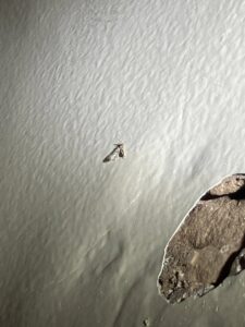 Evidence of a pest problem with a dead insect and wall damage, indicating the need for Absolute Pest Solutions in Piedmont, OK.