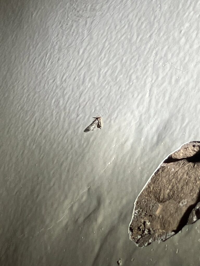 Evidence of a pest problem with a dead insect and wall damage, indicating the need for Absolute Pest Solutions in Piedmont, OK.