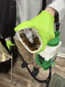 A gloved hand holding a cup filled with dead insects, showing successful pest control by Devlins Pest Control in Reading, PA.