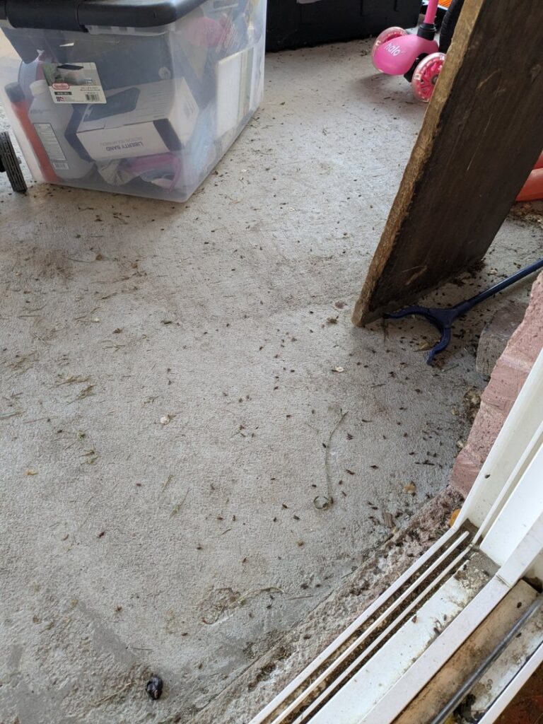 A scattering of dead insects on a concrete floor, showing a pest issue handled by Prompt Pest Solutions in Pocatello, ID.