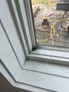 Numerous small dead insects on a windowsill, showing the results of pest control by Crawford Pest Control in Jacksonville, FL.