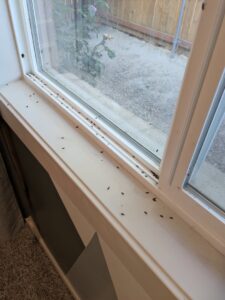 Numerous small dead insects visible on a windowsill, indicating a pest problem addressed by Prompt Pest Solutions in Pocatello, ID.