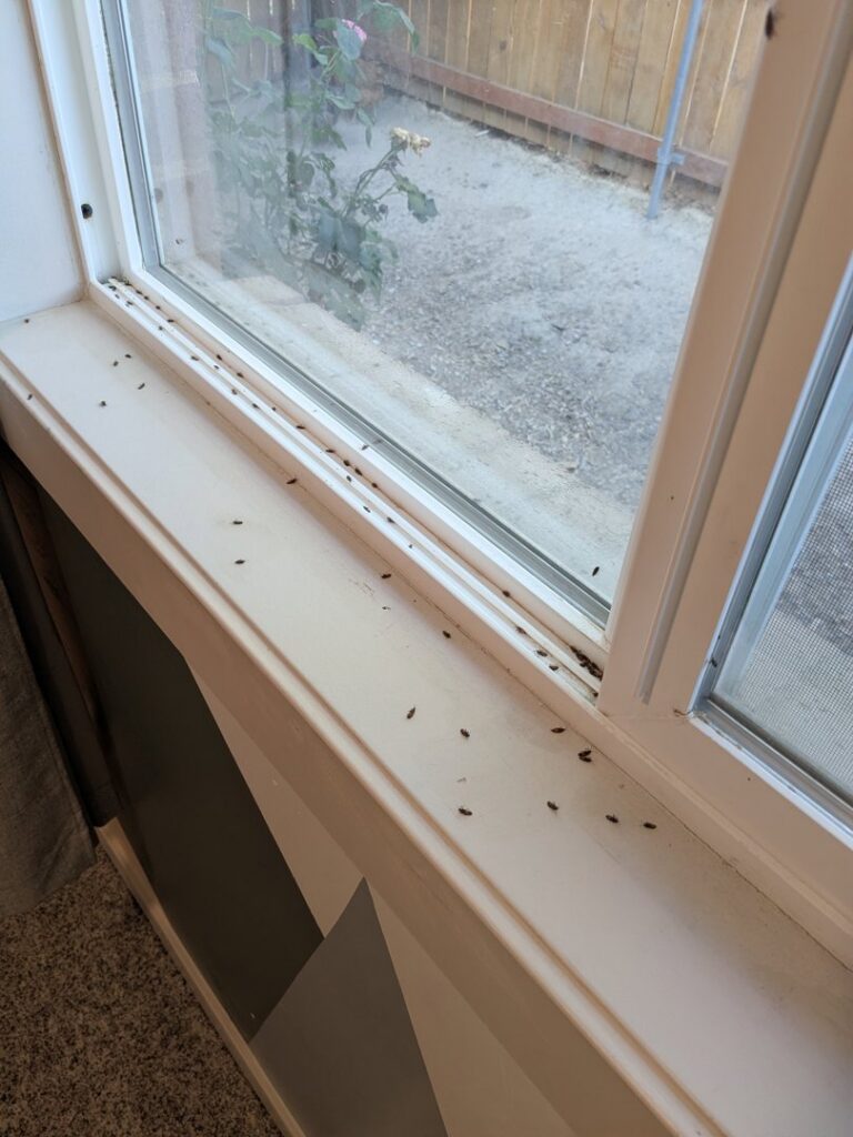 Numerous small dead insects visible on a windowsill, indicating a pest problem addressed by Prompt Pest Solutions in Pocatello, ID.