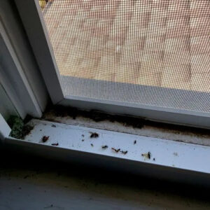 Dead insects, including ants and flies, accumulated on a window sill, indicating a pest issue addressed by Next Level Pest Services in Fort Worth, TX.