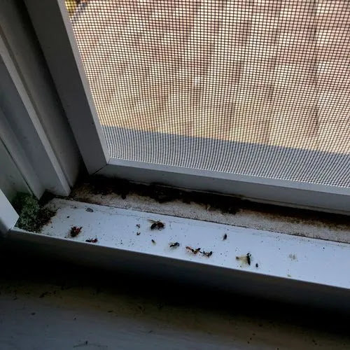 Dead insects, including ants and flies, accumulated on a window sill, indicating a pest issue addressed by Next Level Pest Services in Fort Worth, TX.