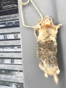 A dead mole caught in a trap, demonstrating successful pest control by Macon Wildlife Removal Pro in Macon, GA.