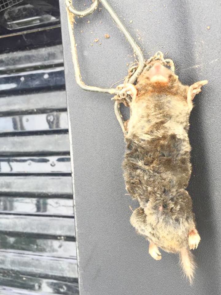 A dead mole caught in a trap, demonstrating successful pest control by Macon Wildlife Removal Pro in Macon, GA.