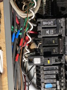 A dead mouse found inside an electrical panel, indicating a repair job by Patriot Electric L.L.C in Phoenix, AZ